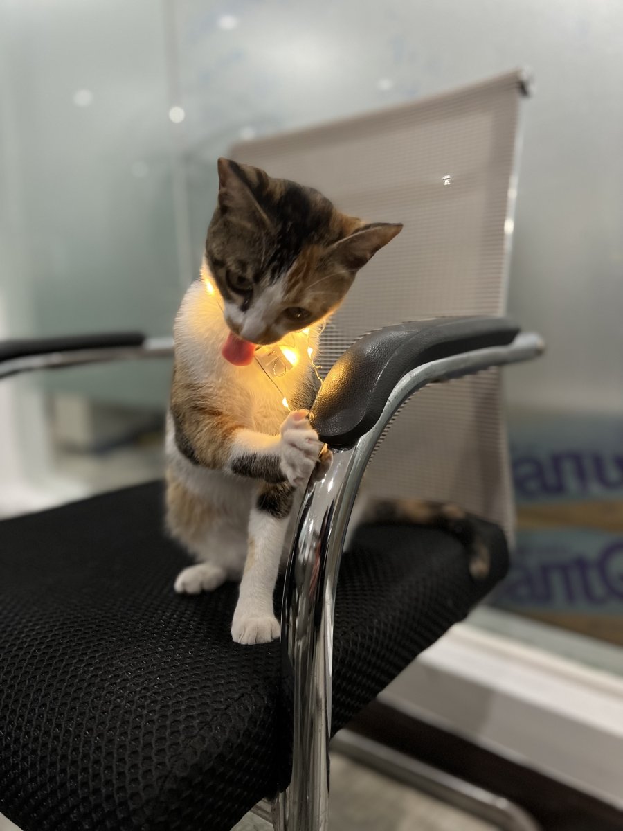 光喵 — Cat of Light