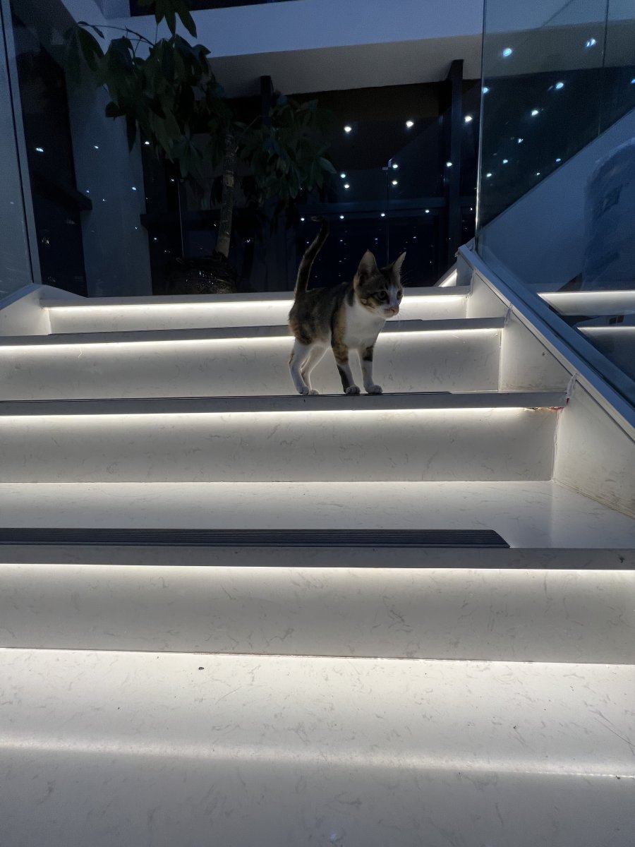 发呆喵 — Cat in Reverie