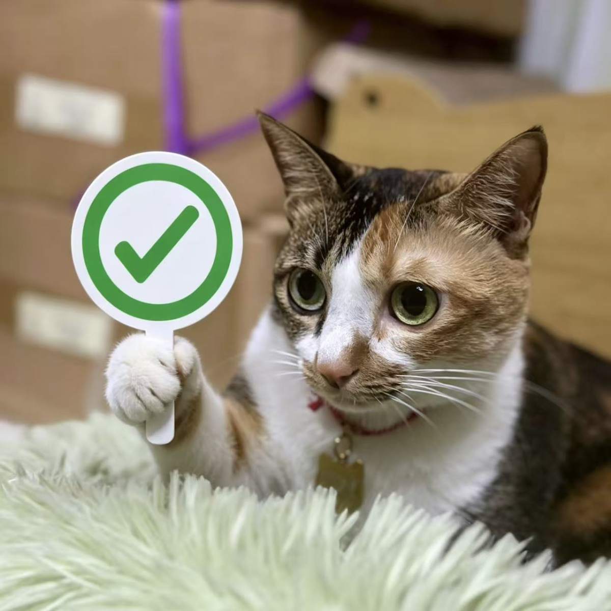 猫总表示同意 — Cat Boss Approves
