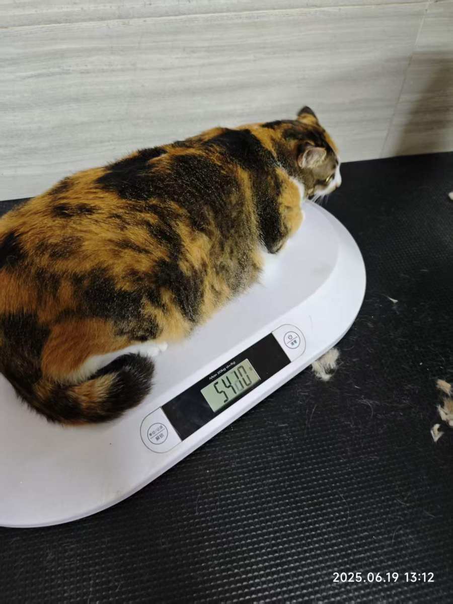 54.1斤的喵总 — The 54.1-lb Cat Boss