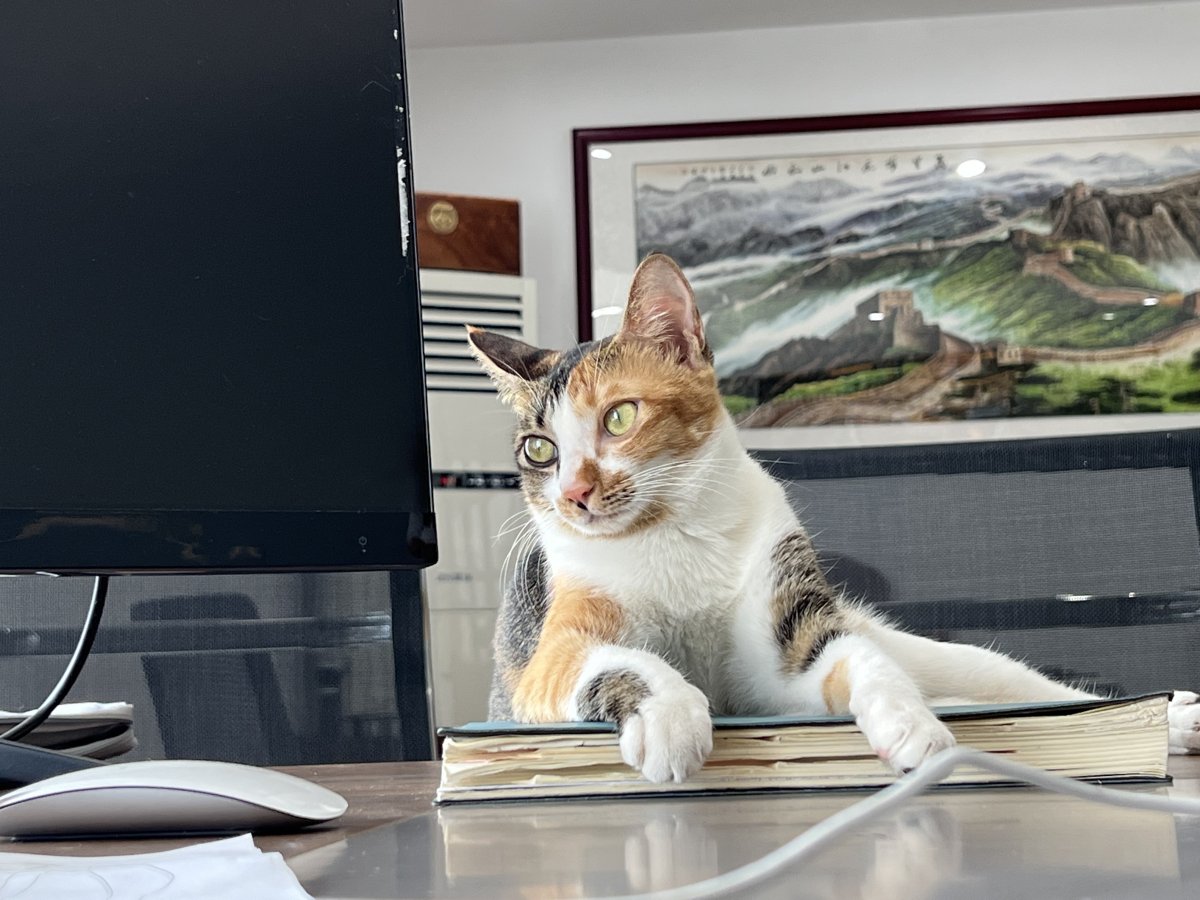 喵总本总 — Cat Boss, Truly the Boss