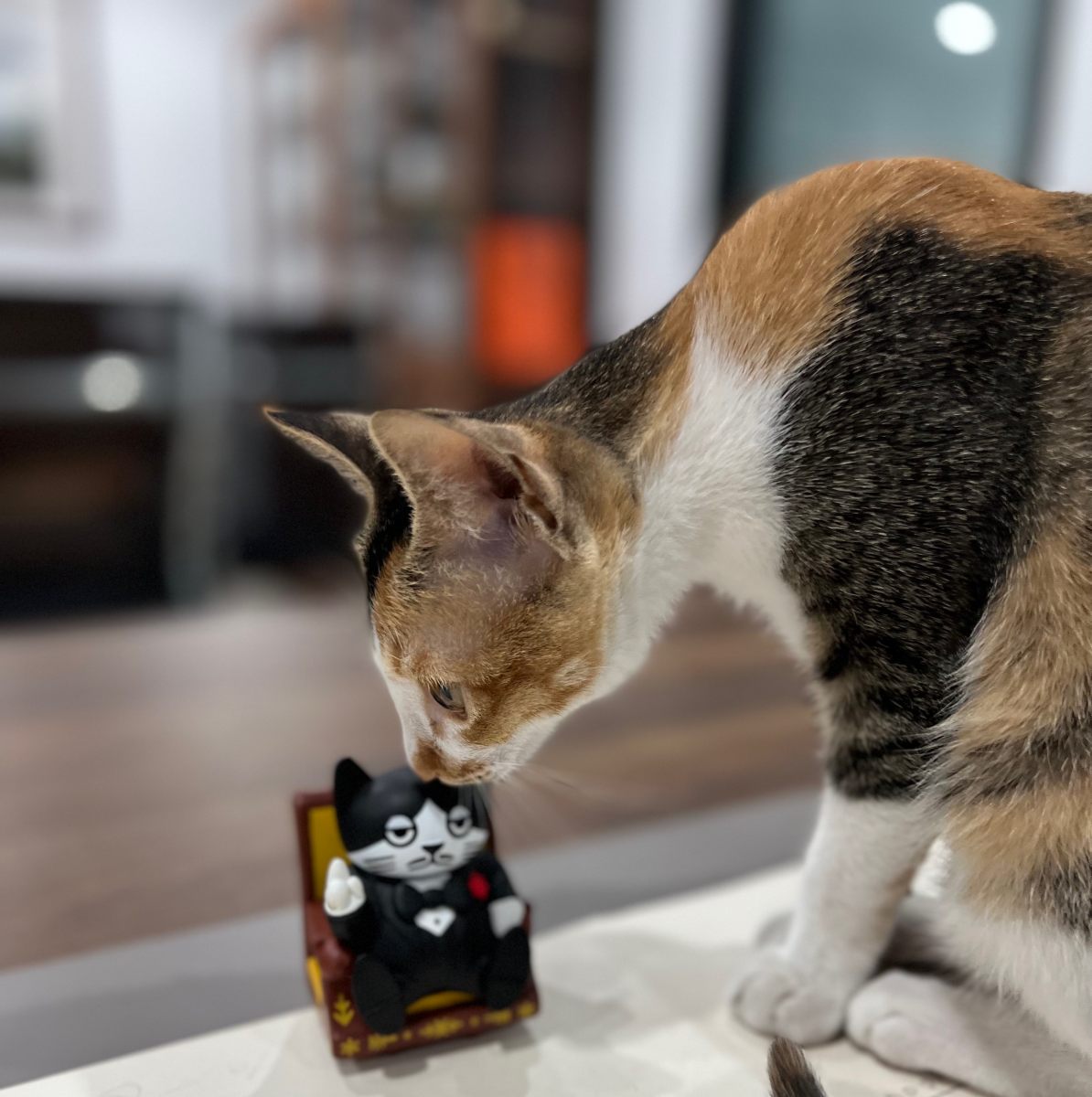 看到同类的喵总 — Cat Boss Meets Its Kind