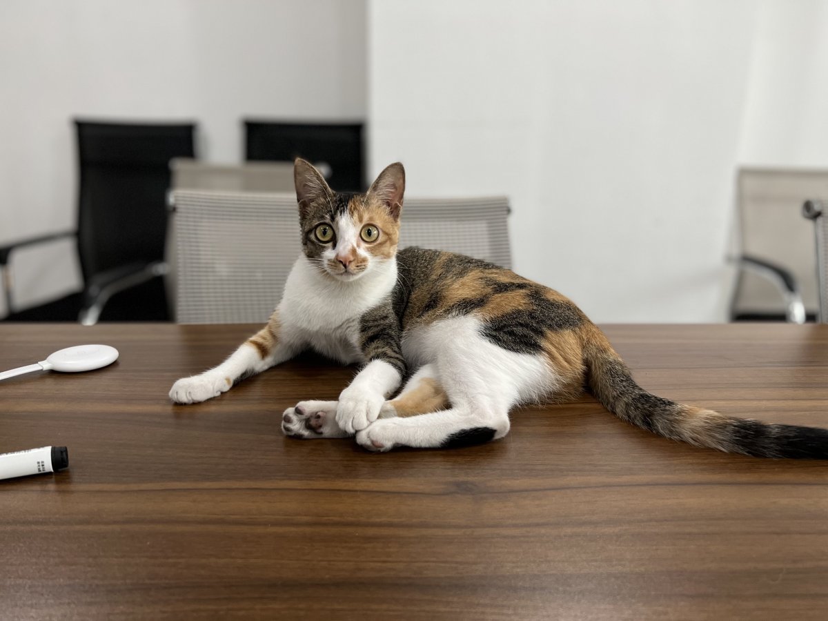 办公喵总 — The Office Cat Boss