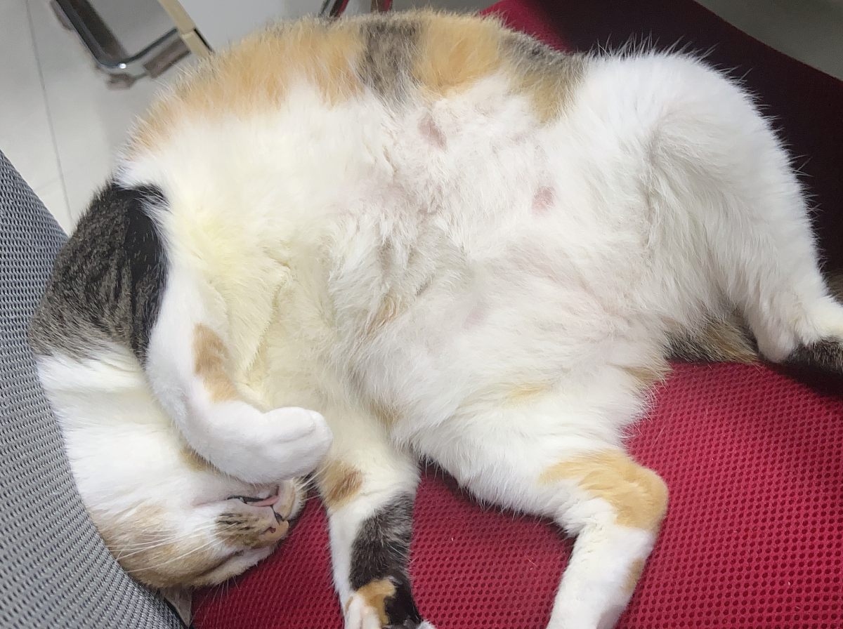 睡得乱七八糟喵 — The Sprawling Sleeper