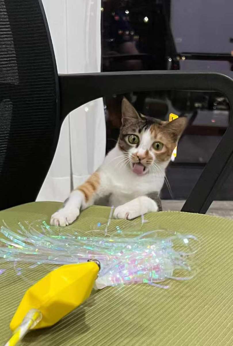 逗喵总 — Tickled Cat Boss