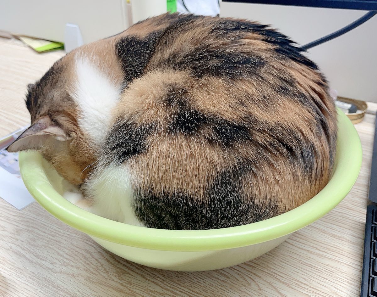 缩在一团喵 — The Bundled Cat