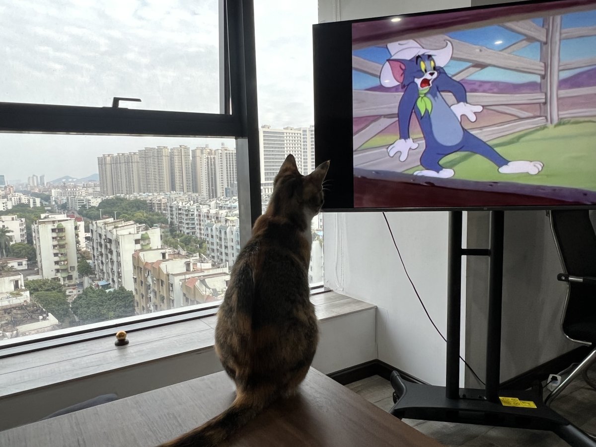 看猫和老鼠喵总 — Cat Boss Watches Tom & Jerry