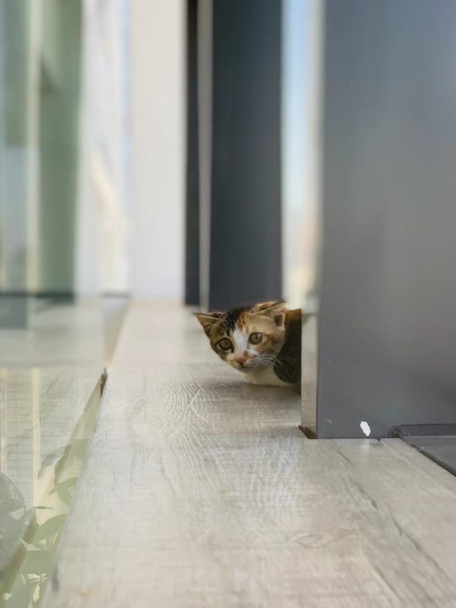 偷看喵 — The Peeker