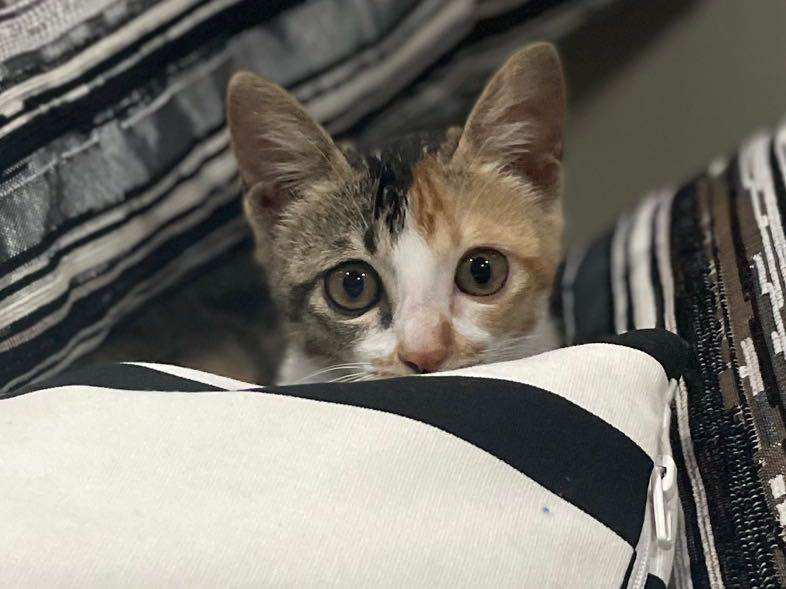可爱喵 — Adorable