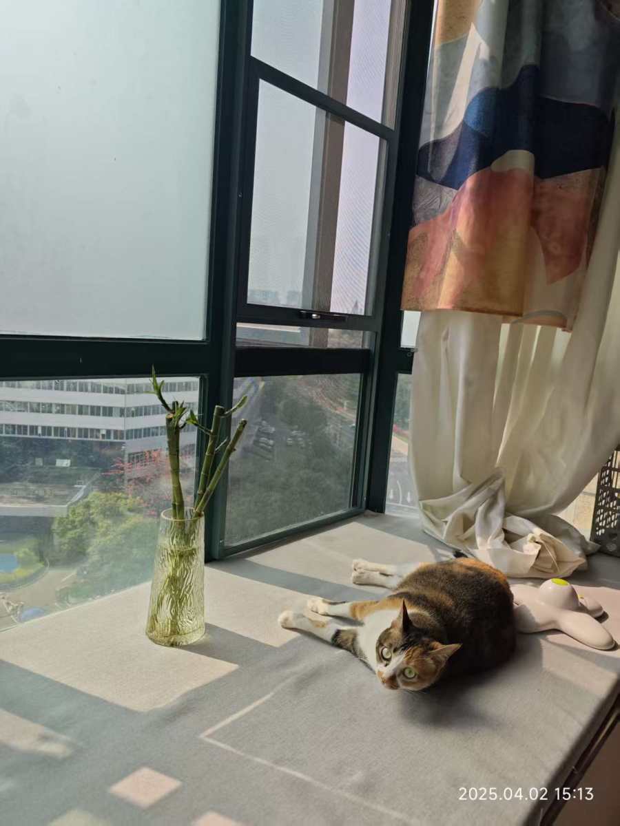 晒太阳的喵总 — Cat Boss Suns Itself
