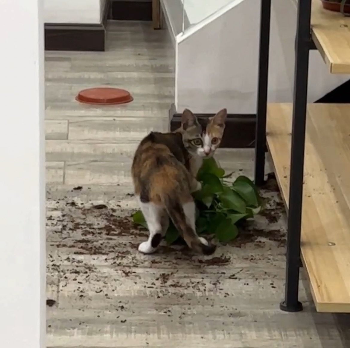 捣蛋鬼喵总 — The Mischief-Maker